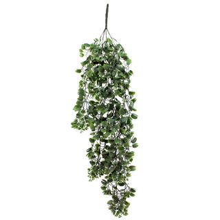 Dichondra Emerald Falls 68.5cm