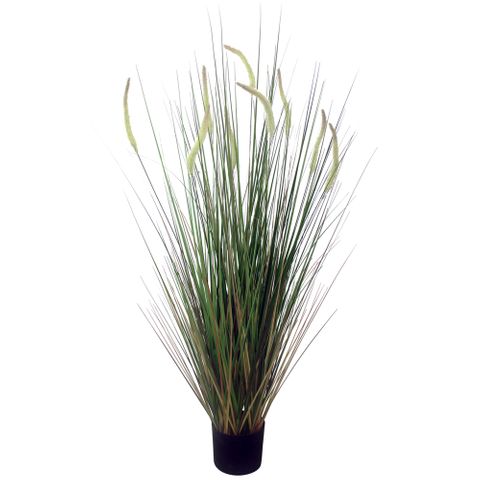 Cats Tail Grass with Black Pot 124cm