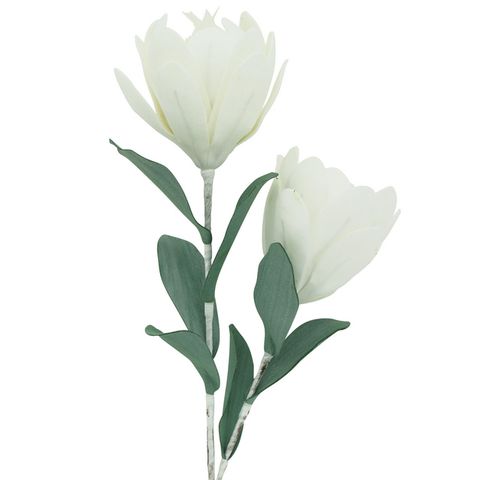 Protea Double White 75cm