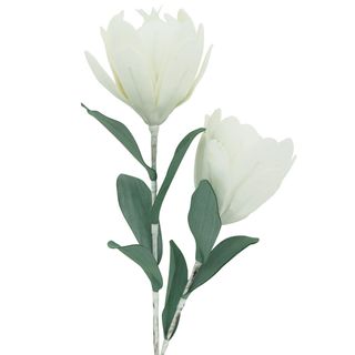 Protea Double White 75cm