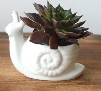 Ceramic Snail Novelty Planter White