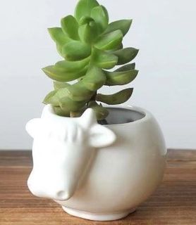 Ceramic Cow Novelty Planter White