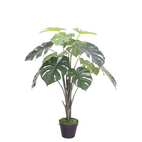 Monstera Plant 70 cm