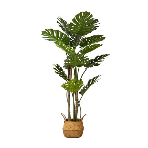 Monstera Plant 150 cm