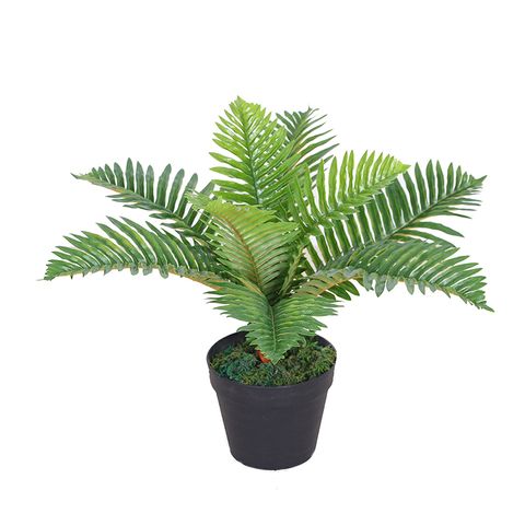 Mini Palm 50cm