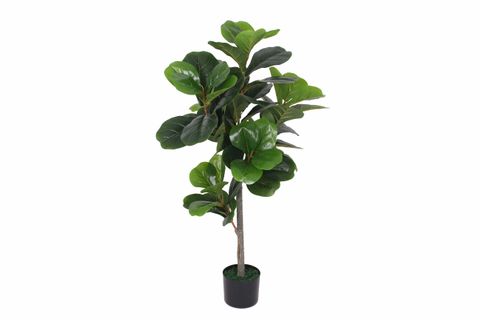 Fiddle Leaf Tree 110 cm