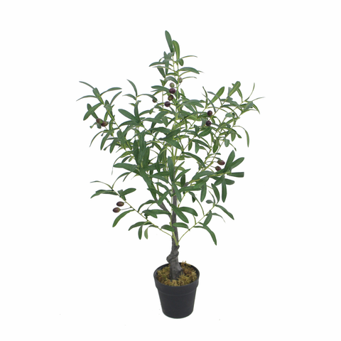 Olive Tree 85cm