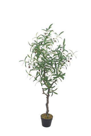 Olive Tree 125cm