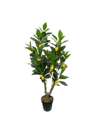 Lemon Tree 95cm