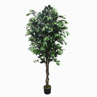 Ficus Tree 180cm