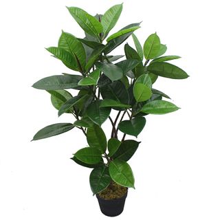 Rubber Plant 95cm