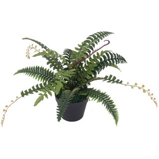 Fern 50cm