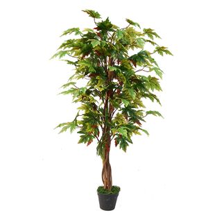 Maple Tree 125cm