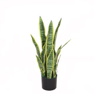 Sansevieria 65m