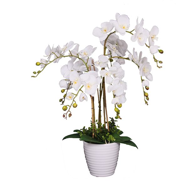 Orchid 75cm