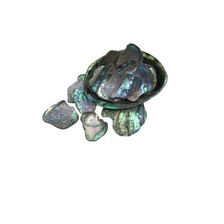 Paua shell pieces 40-65mm (30g)