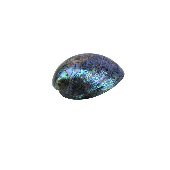 Paua shell whole single 120mm