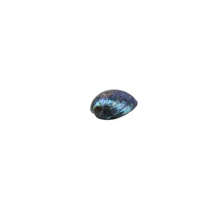 Paua shell whole 40-55mm