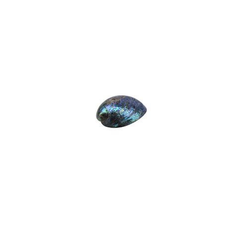 Paua shell whole 40-55mm