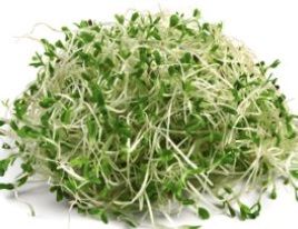 ALFALFA SPROUTS FRESH x PUNNET