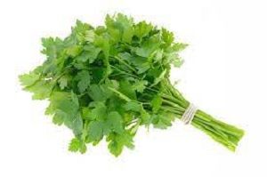 PARSLEY CONTIENTAL (626) x BUNCH