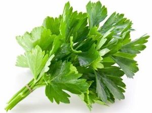 CORIANDER x BUNCH