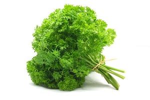 PARSLEY CURLY x BUNCH