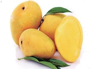 MANGOES ( NEW SEASON ) (670) x 16 PER TRAY