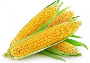 SWEET CORN COB x EA