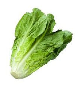 LETTUCE COS x EA