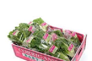 LETTUCE COS (124) x 10 PER BOX