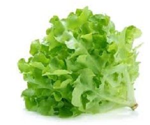 LETTUCE OAKGREEN x EA