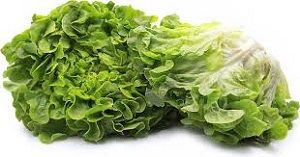 LETTUCE OAKGREEN x 8 PER BOX