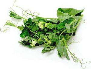 SNOW PEA TENDRILS  x 1.5kg TRAY