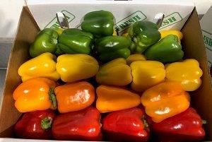 BELL PEPPERS MEDLEY x 3kg BOX