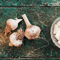 Garlic: The Not So Humble Bulb
