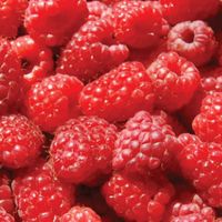 Recipe - Raspberry Granita