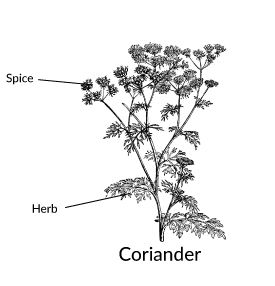 COriander