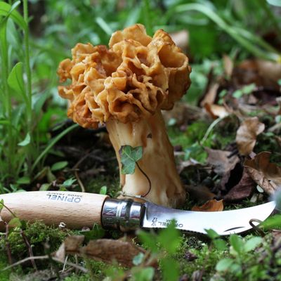 KNIFE MUSHROOM W/BRUSH BEECH, OPINEL