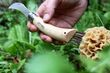 KNIFE MUSHROOM W/BRUSH BEECH, OPINEL