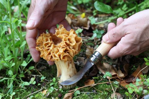 KNIFE MUSHROOM W/BRUSH BEECH, OPINEL