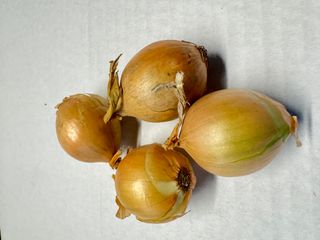 ONION PICKLING -  NZ GROWN
