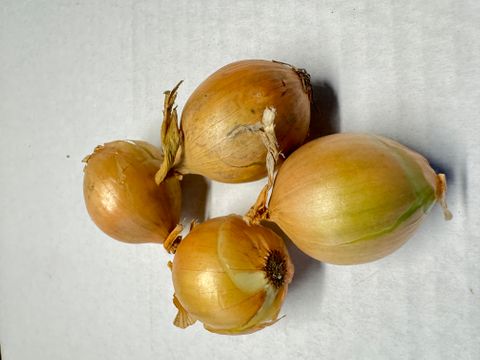 ONION PICKLING -  NZ GROWN