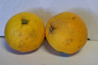 ORANGE JUICING - NZ PRODUCT
