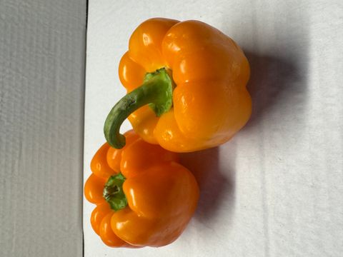CAPSICUM - ORANGE KG LOCALLY GROWN