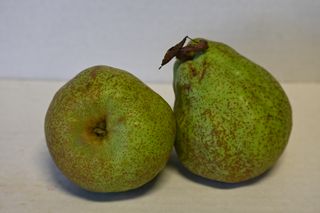 PEARS  - PACKHAM GREEN