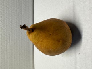 PEAR NASHI - IMPORTED