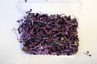 RADISH CRESS MICRO PUNNET - PURPLE CRESS