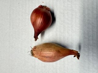 SHALLOTS NEW ZEALAND