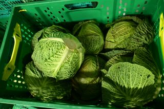 CABBAGE GREEN - 8 COUNT CRATE